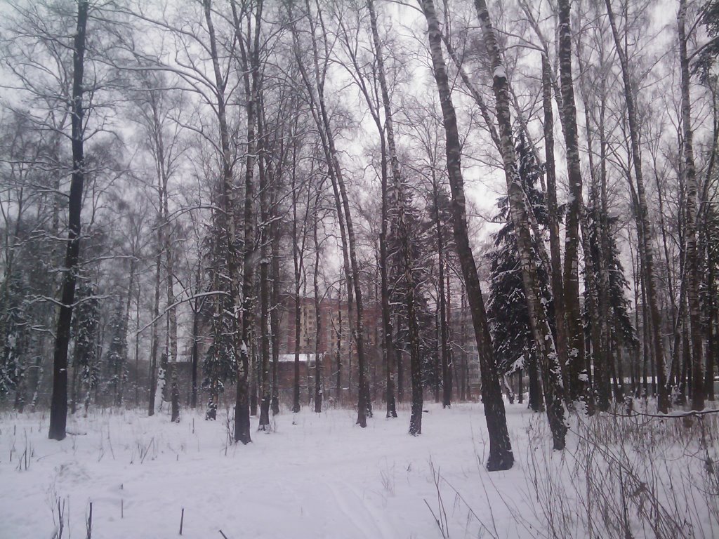 Зимний лес