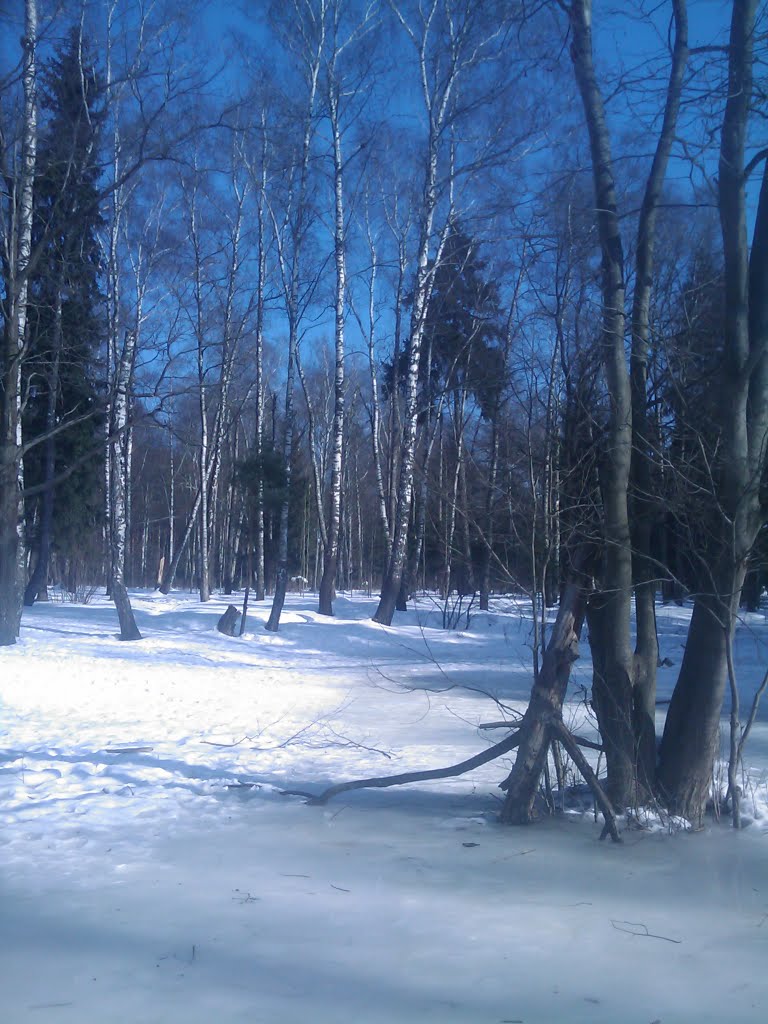 Зимний лес