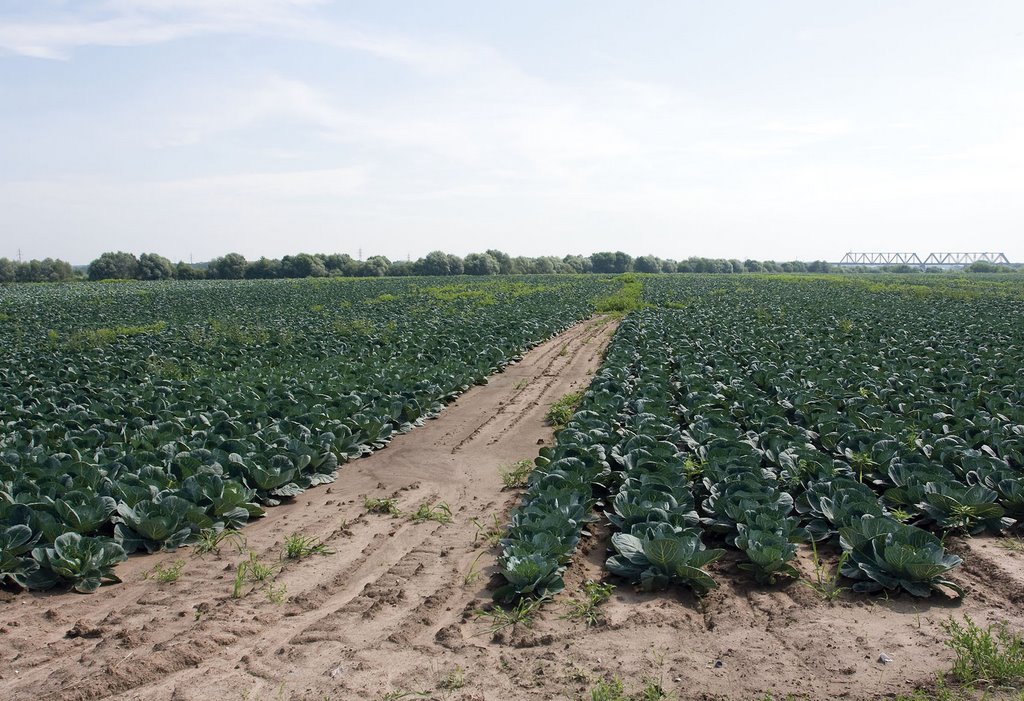 Cabbage fields / Kolomna, Russia