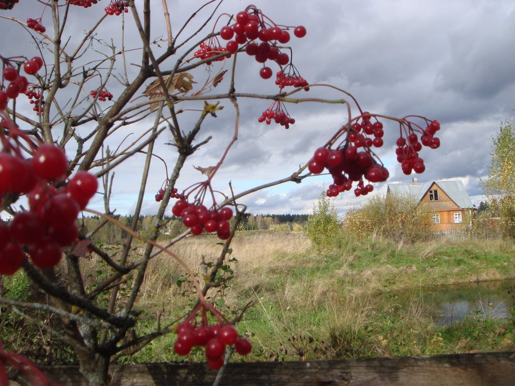 Neighbour at the back, Vysokovo 2009 -1