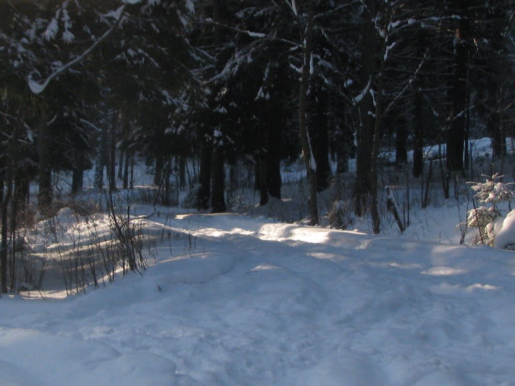 Winter forest