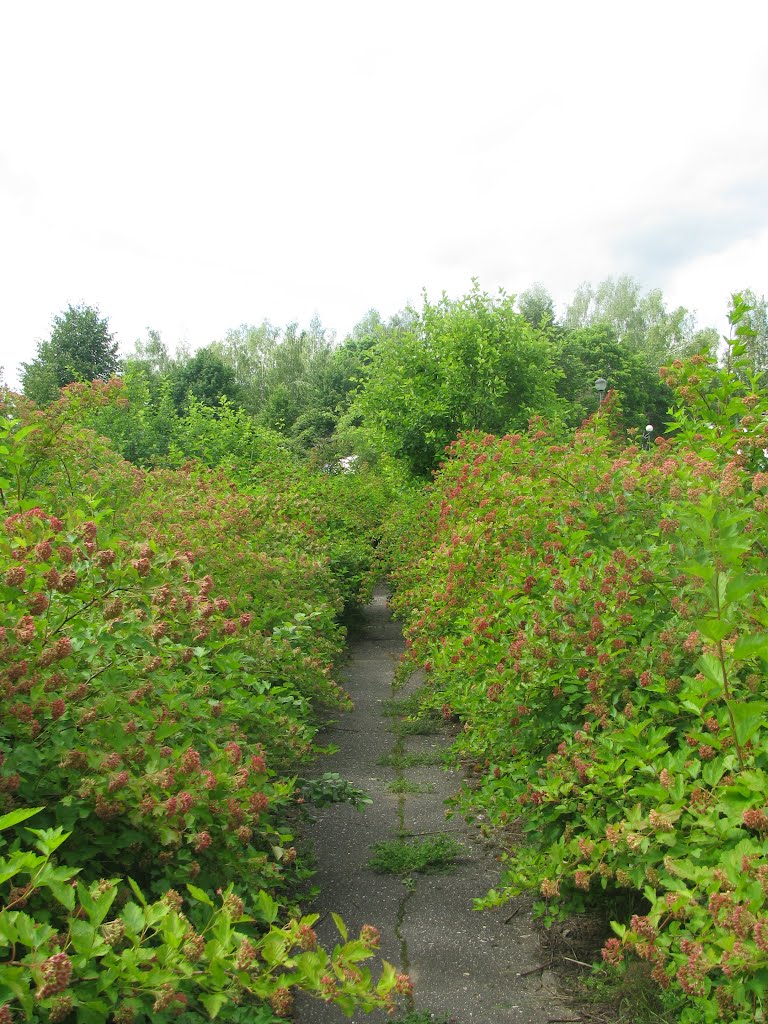 Колюбакино, Сосновая роща