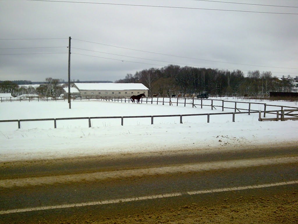 Жеребец