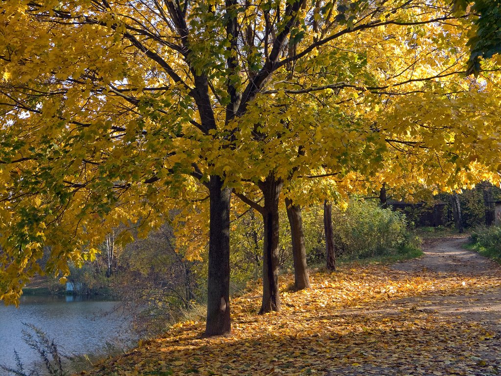 Yellow Trees