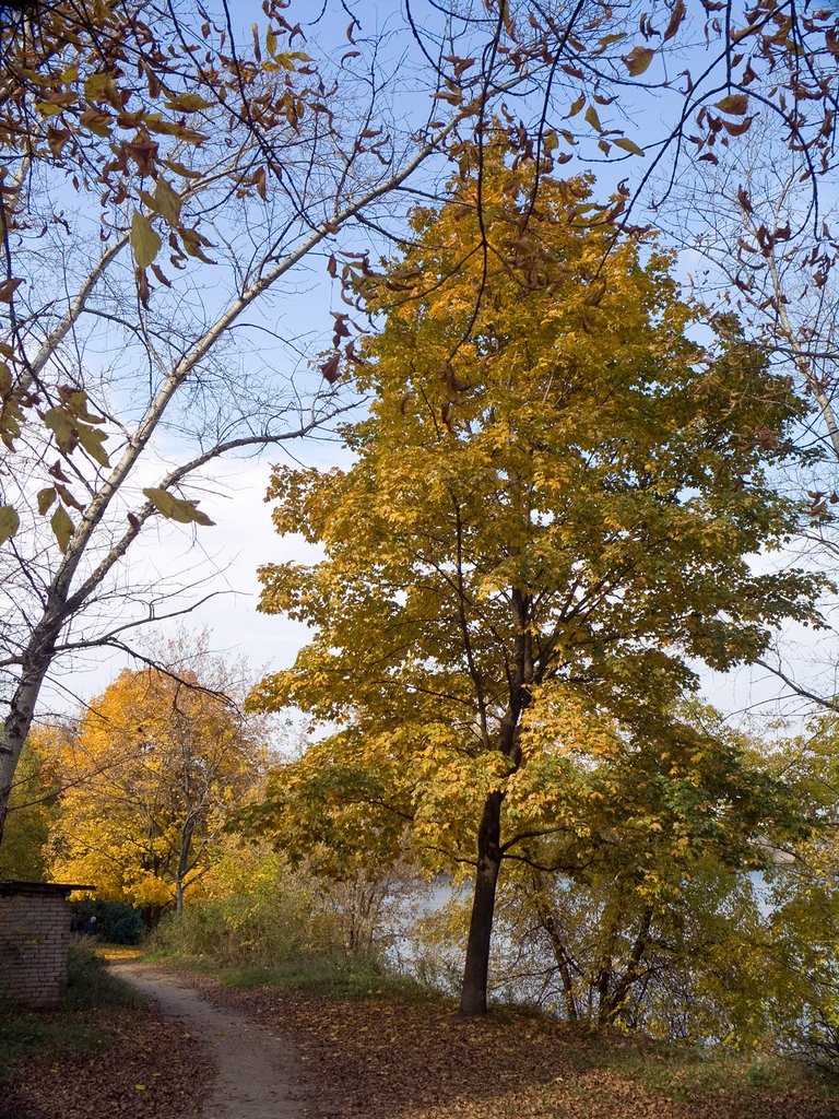 Yellow Trees