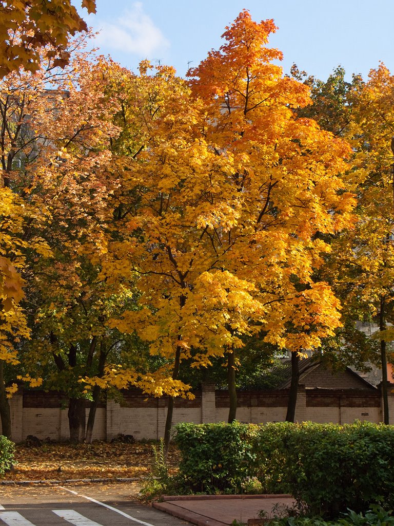 Autumn colors