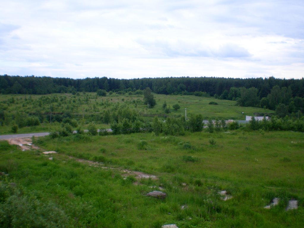 Forest