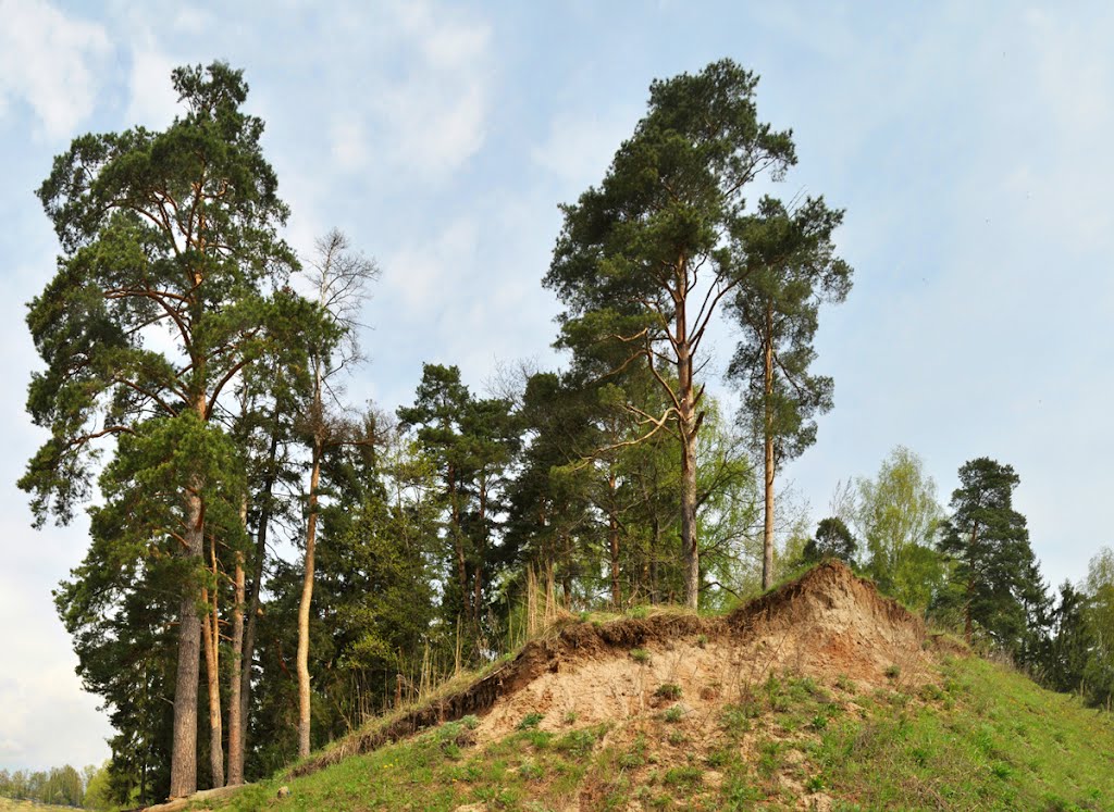 Сосны