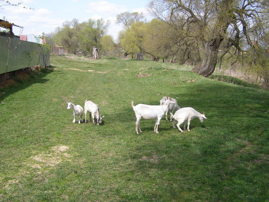 Село Крюково. Козы.