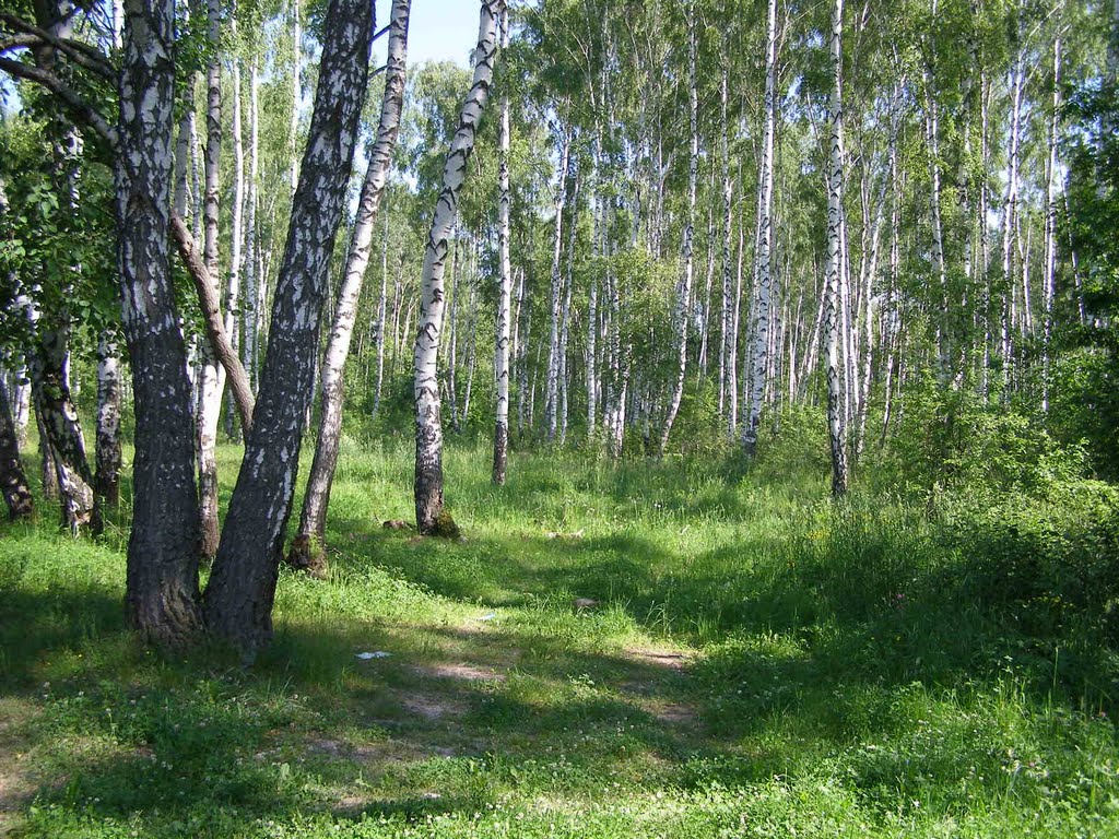 Березовый лес.