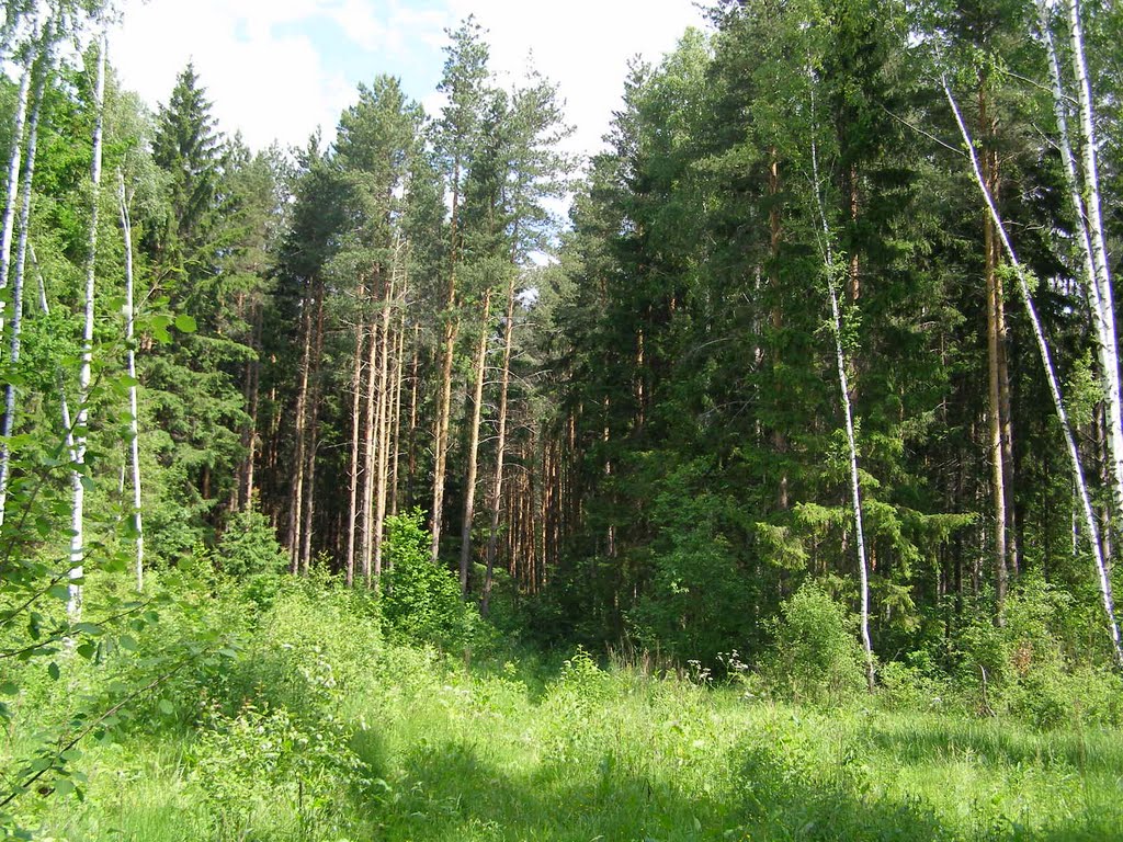 Лес.