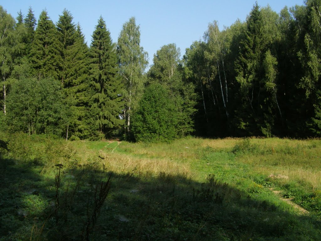 Лесная поляна.