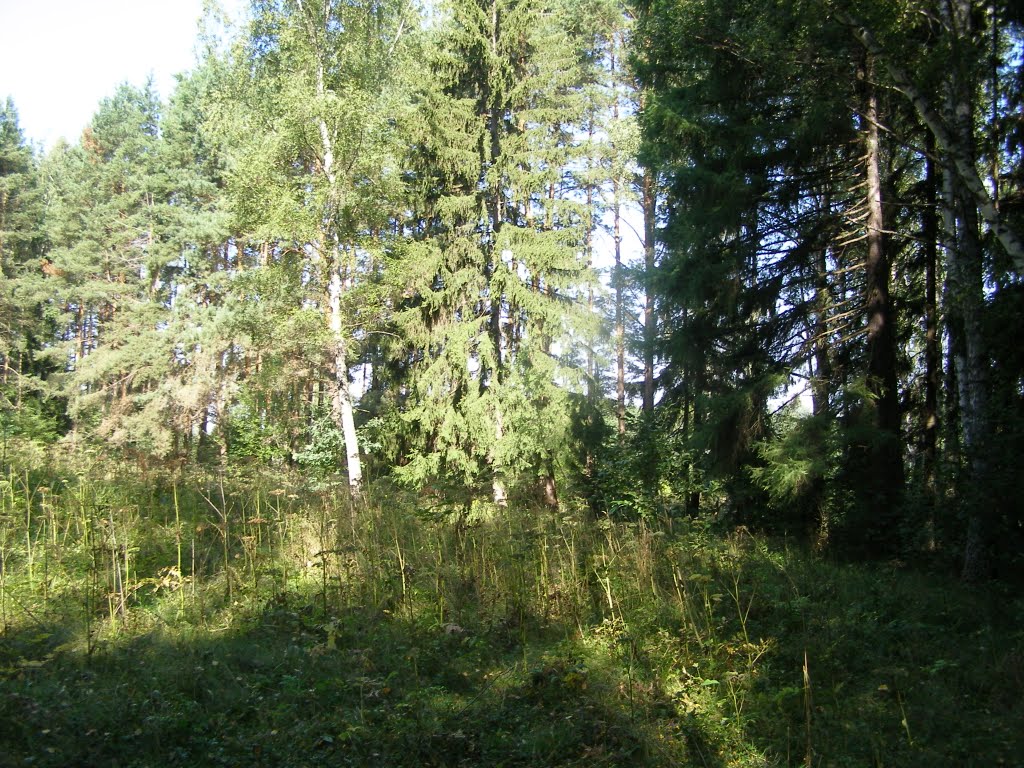 Лесная окраина.