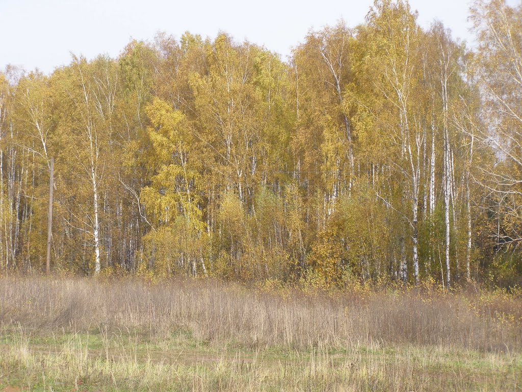 Березовая осень.