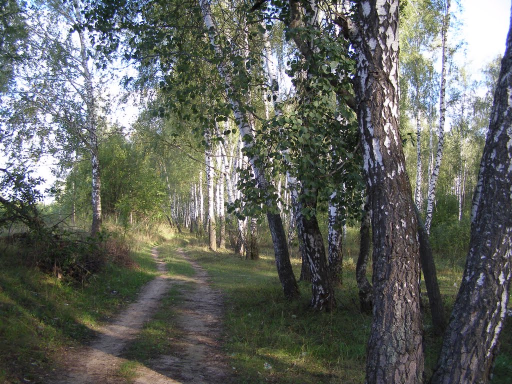 Лесная дорога.