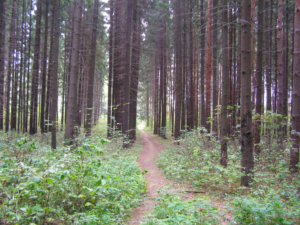 Тропа среди елей.