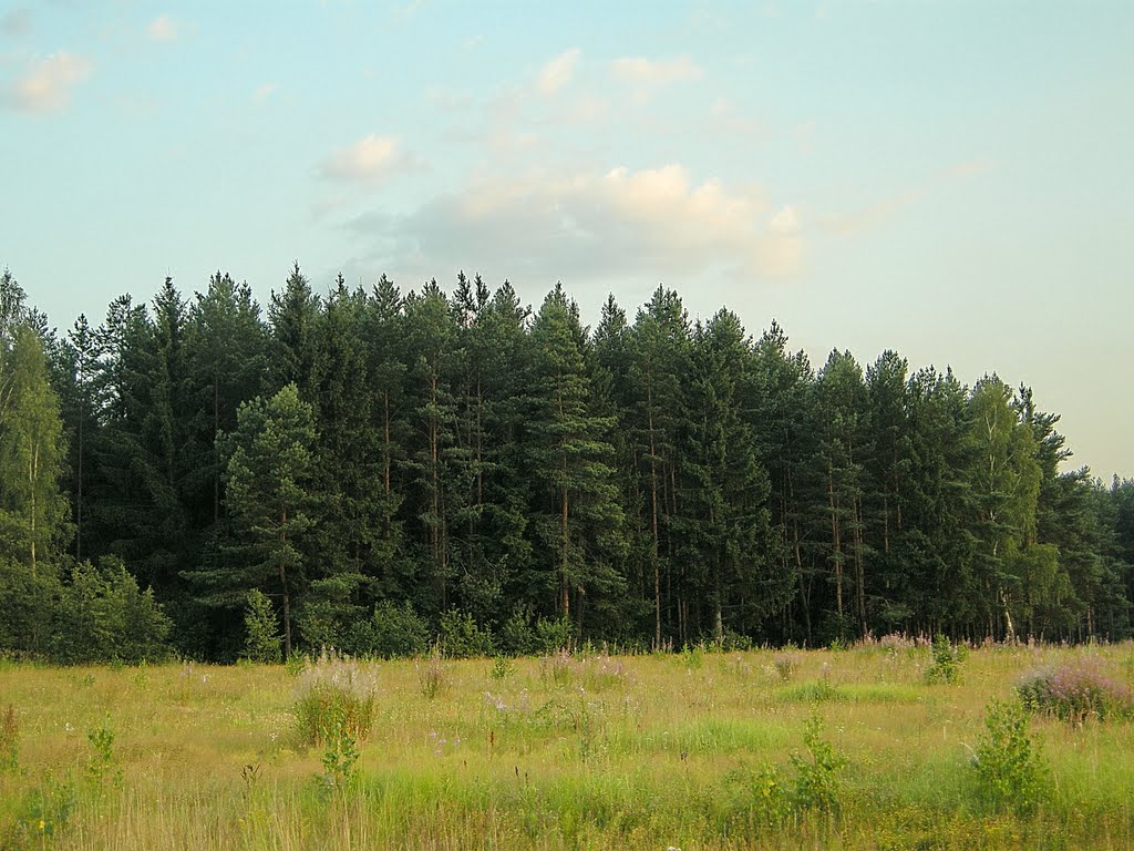 Лес у Крюково