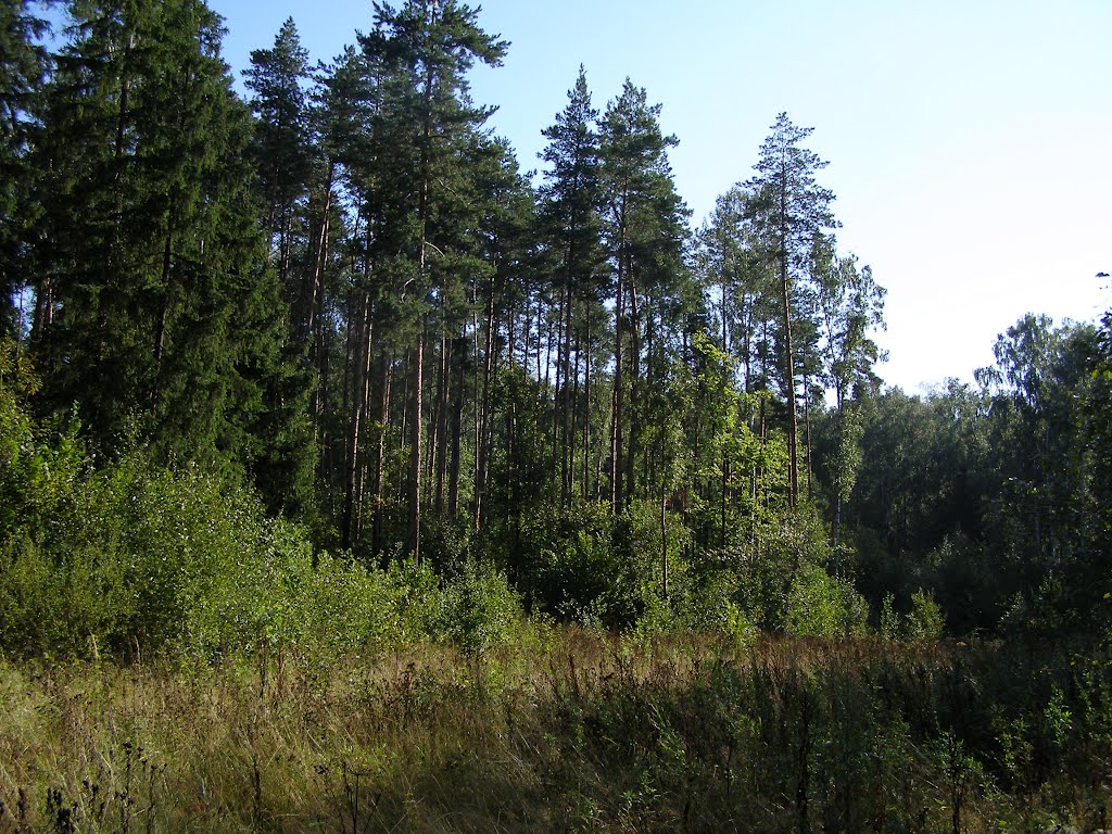 Лес