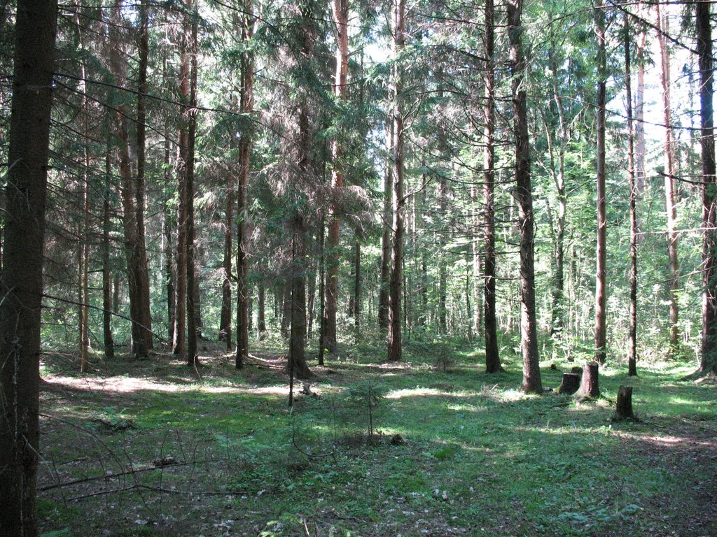 Волшебный лес
