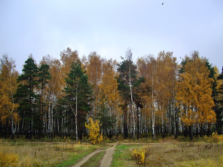 Старая Купавна