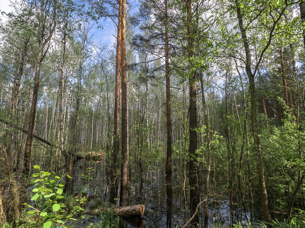 водная растительность