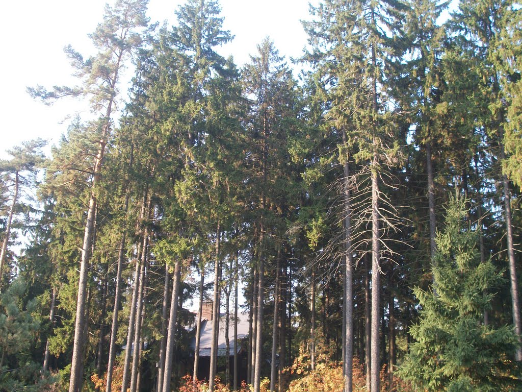 Trees