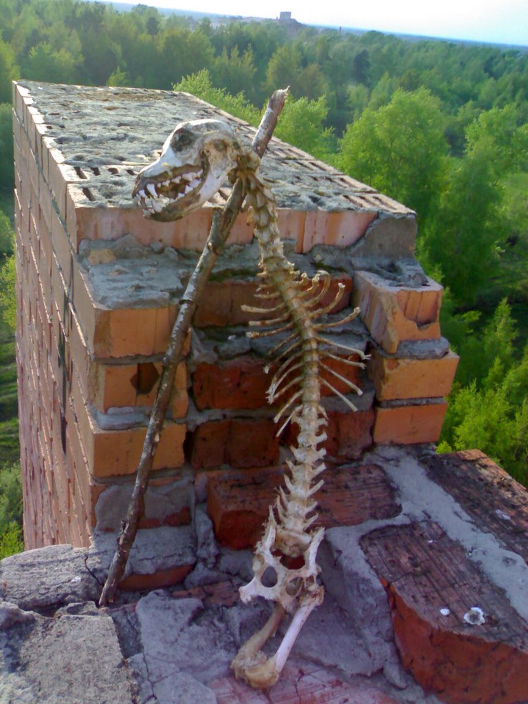 Бедный Собак
