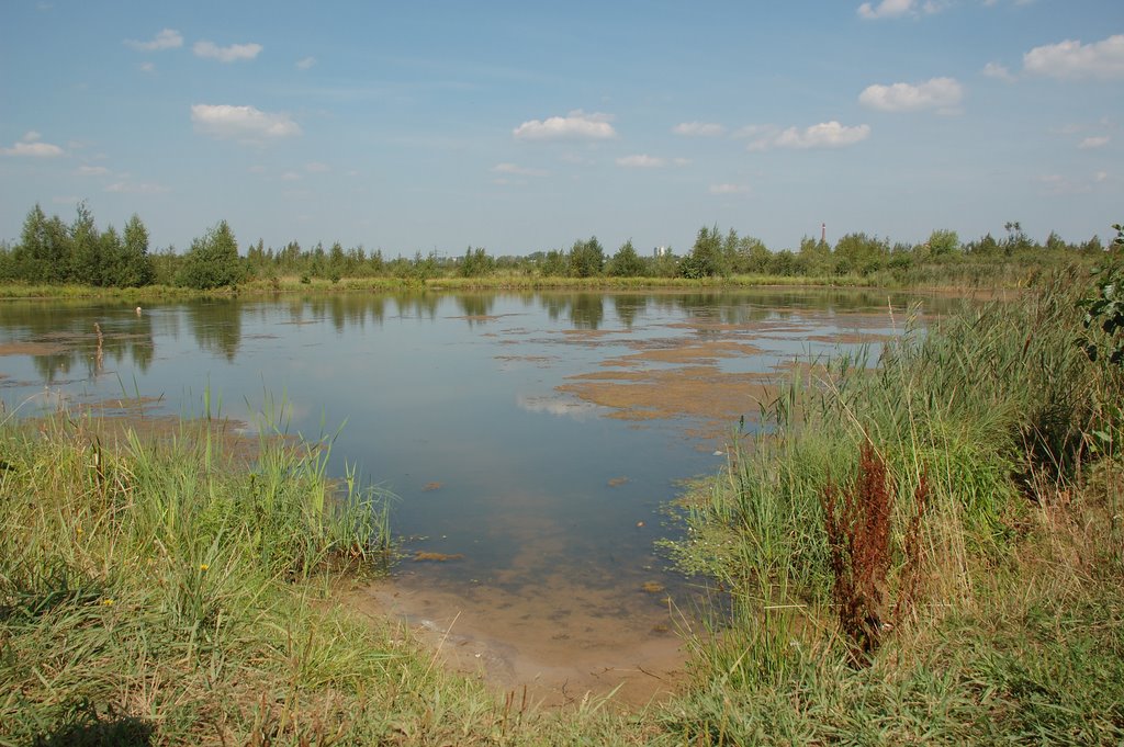 Pond