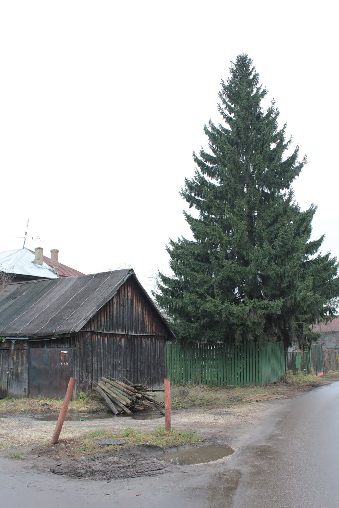 Елка и сарай