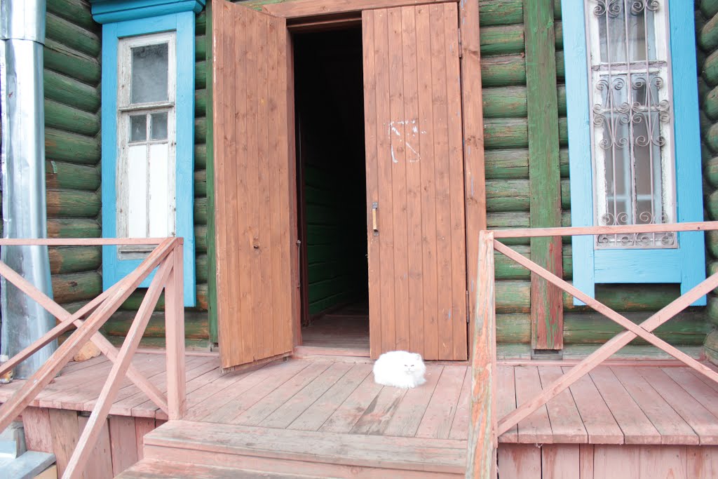 Кошка гуляет