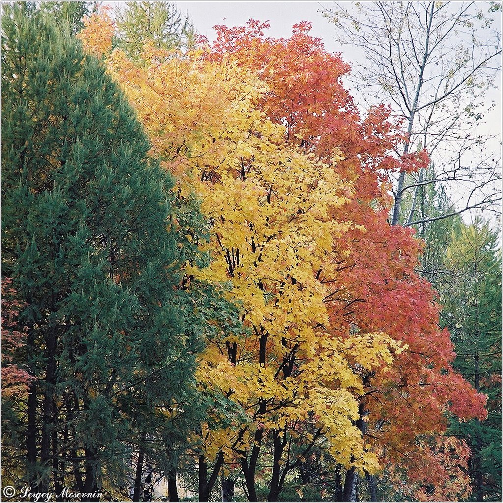 "Red, Yellow, Green"