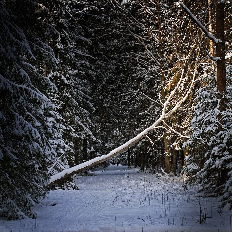 Sunshine in the winter forest