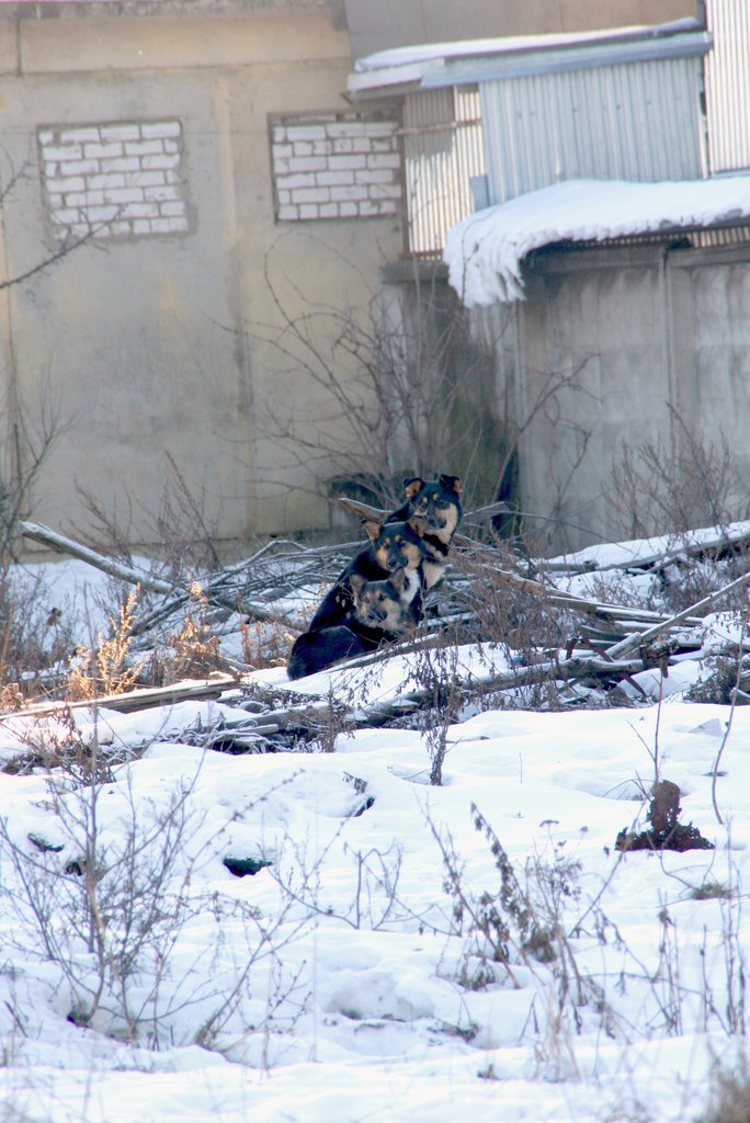 Сталкер