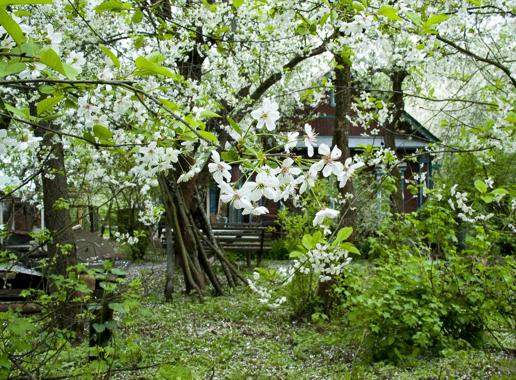 Вишневый снег / The cherry snow / "Green and White"