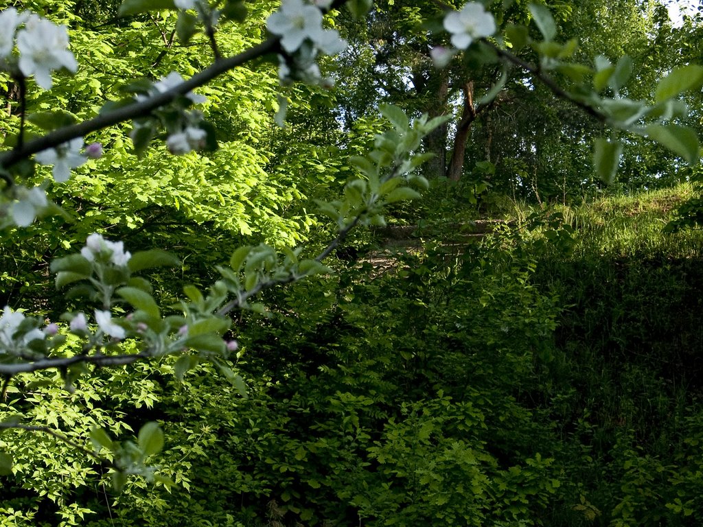 CRW_2495