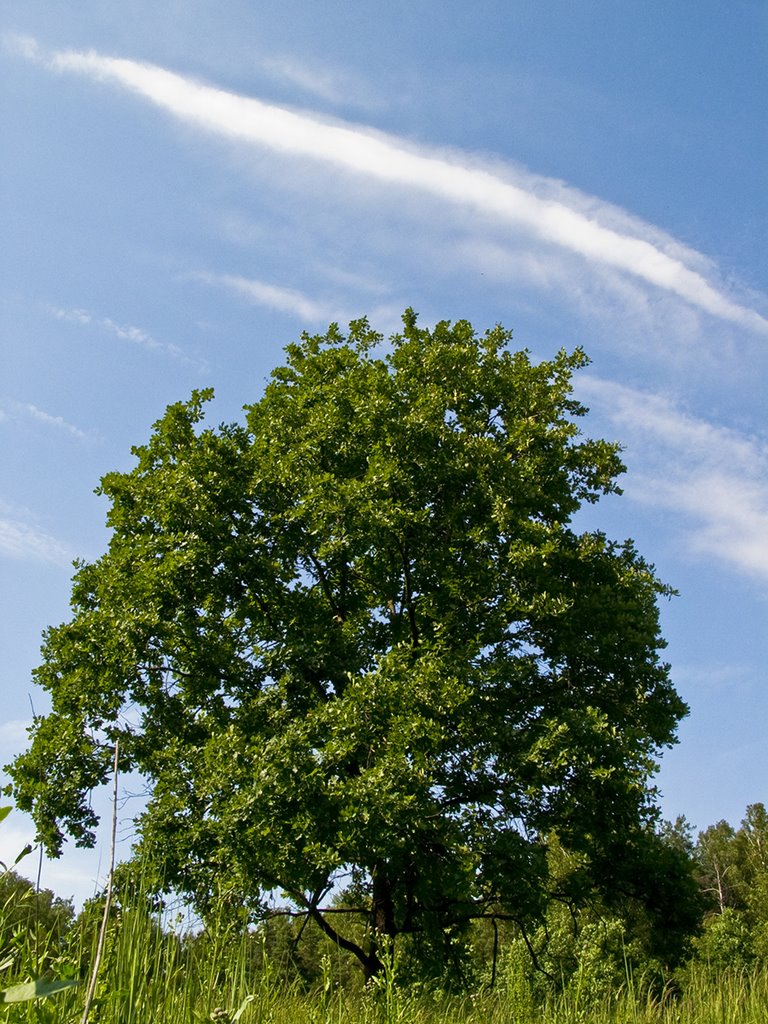CRW_2867