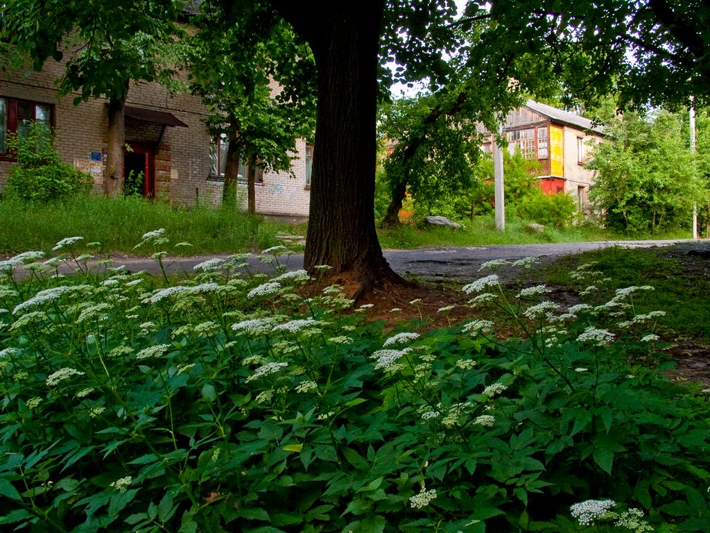 Старый город / The old town