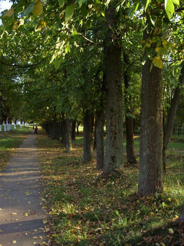Аллея у трассы