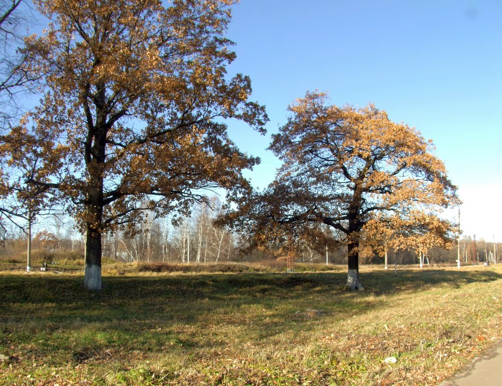 Two oaks near the station
