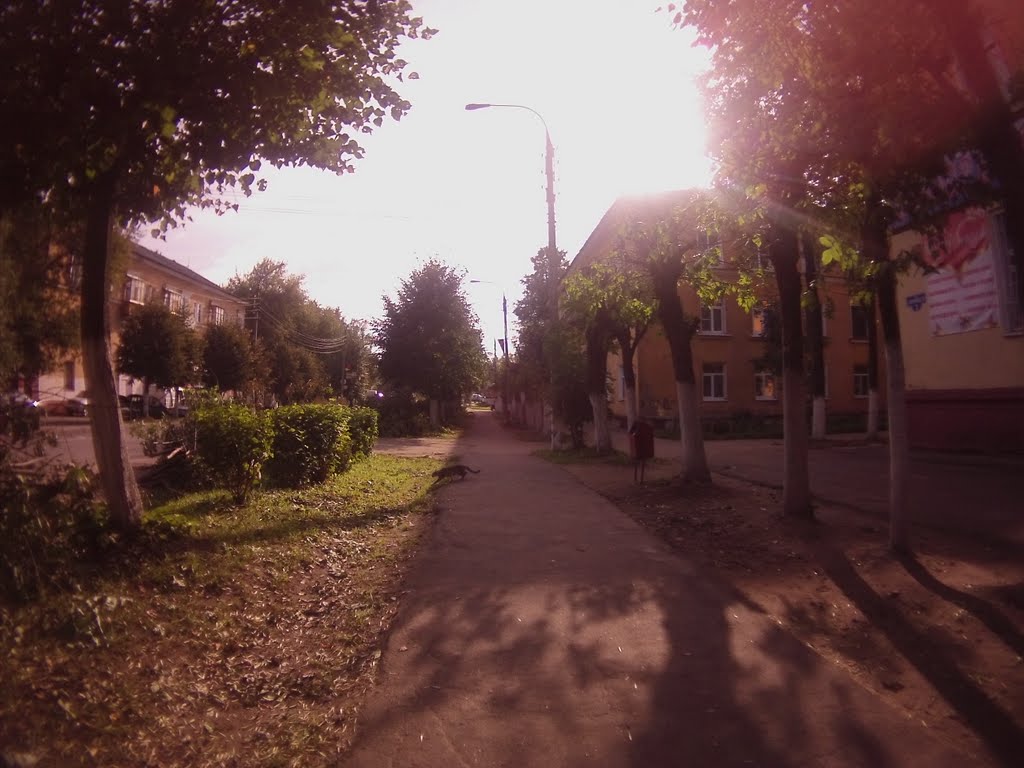 Кот перебежал дорогу