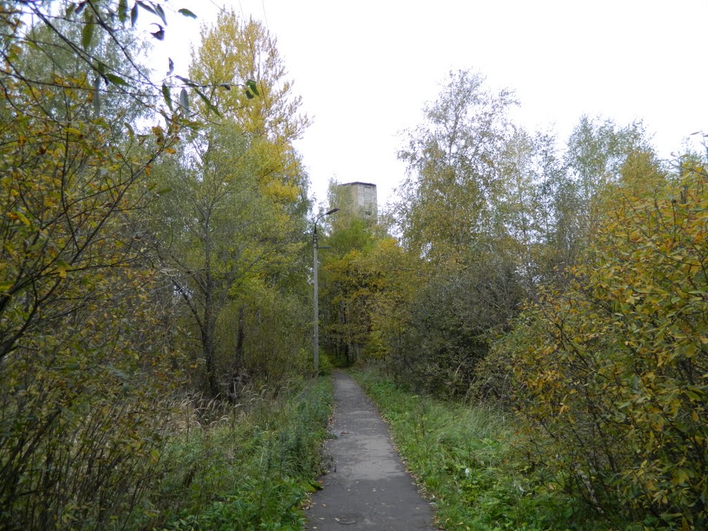 Тротуар в лесу