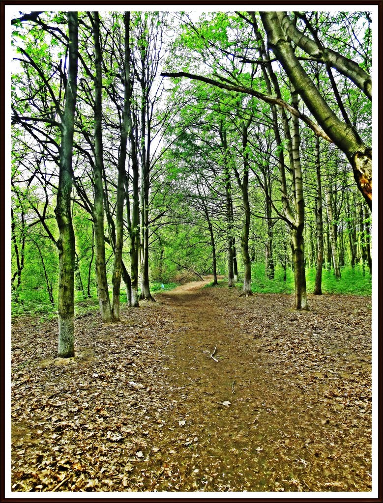 Road in a park