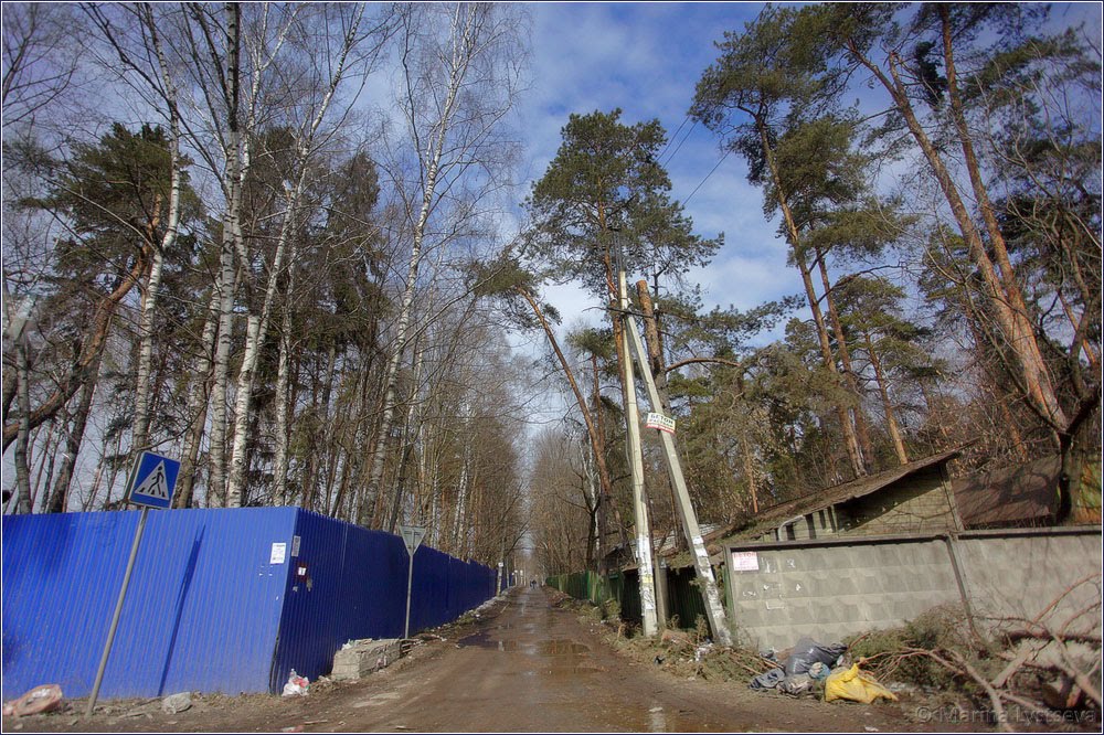 Сосны