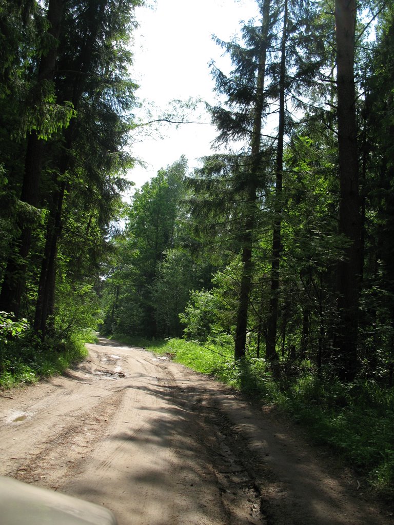 Дорога Лычёво-Барково в лесу