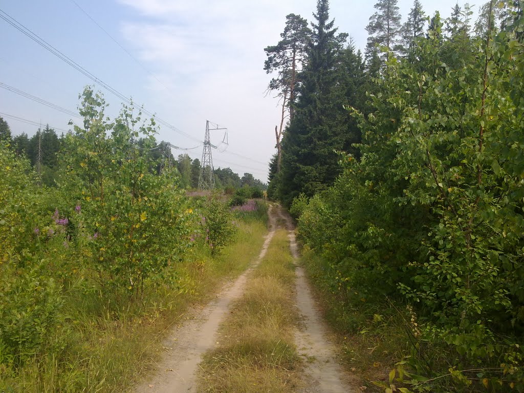 Полевая дорога
