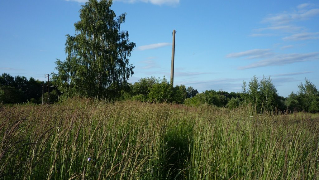 Берёза