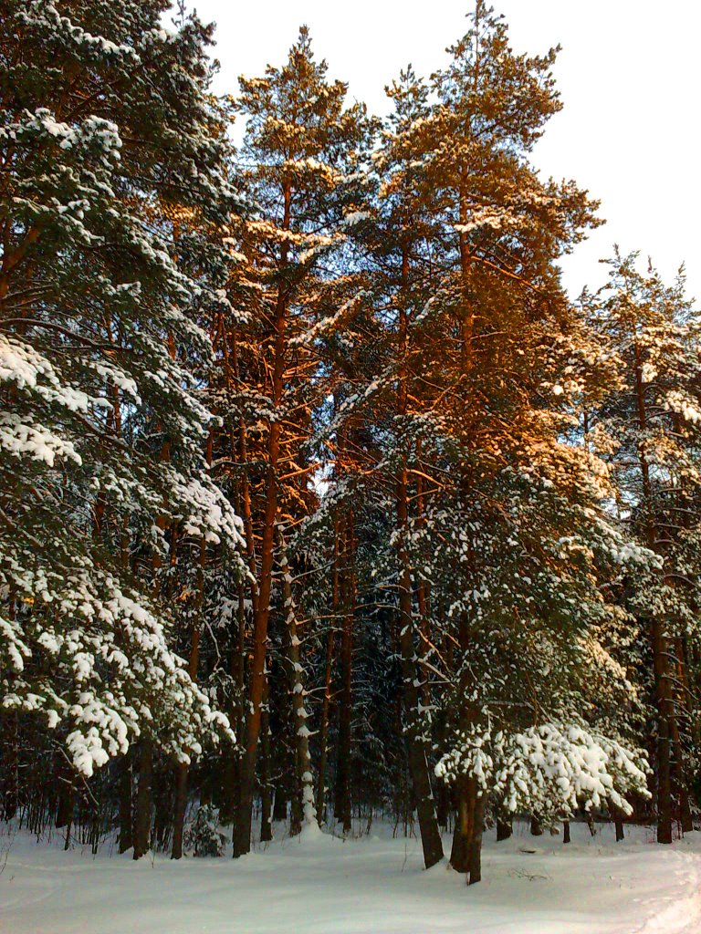 Лес Монино