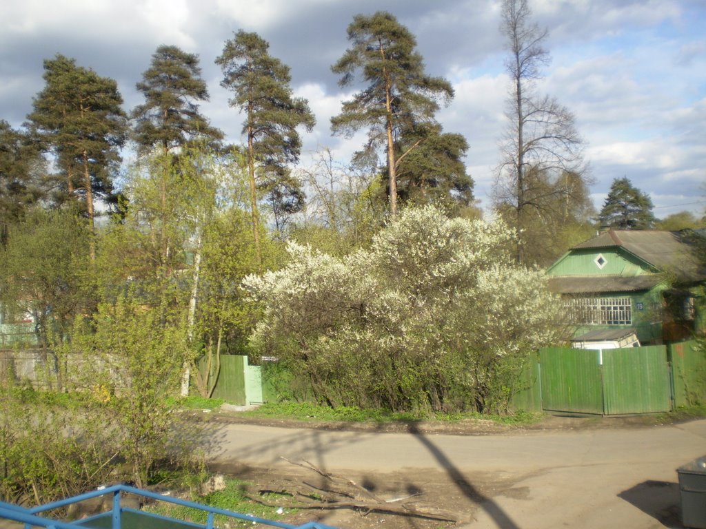 Тайнинка. 9 мая. Цветут сады.