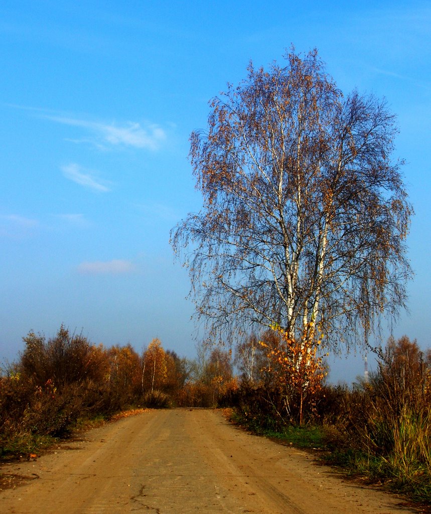заброшенная дорога