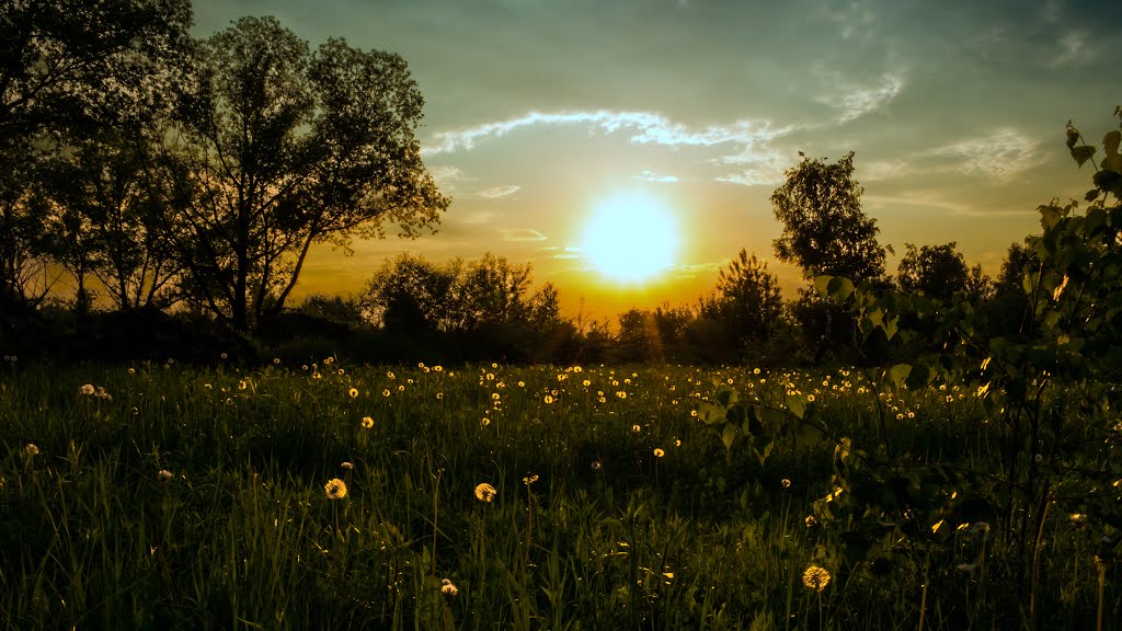 Светящиеся одуванчики./Glowing dandelions.